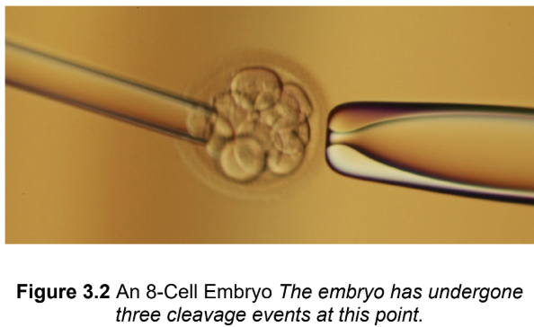 <p>zygote undergoes rapid mitotic cell divisions and becomes an embryo; increases two ratios: the nuclear-to-cytoplasmic (N:C) ratio and the surface area-to-volume ratio (more, smaller cells = same radius)</p>