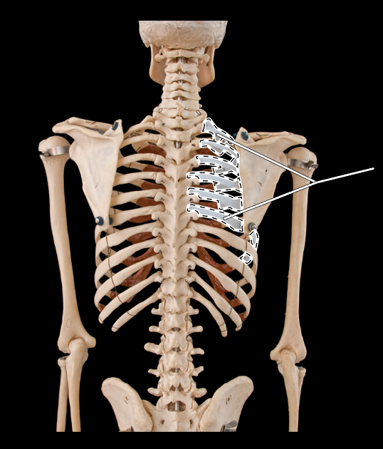 <p>What is the highlighted section called? (Be specific).</p><p>(Thoracic cage, posterior view).</p>