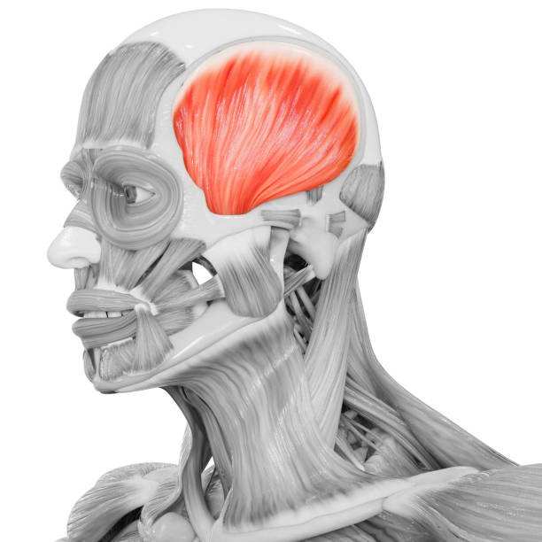 Origin: Temporal Bone

Insertion: angle & ramus of mandible 