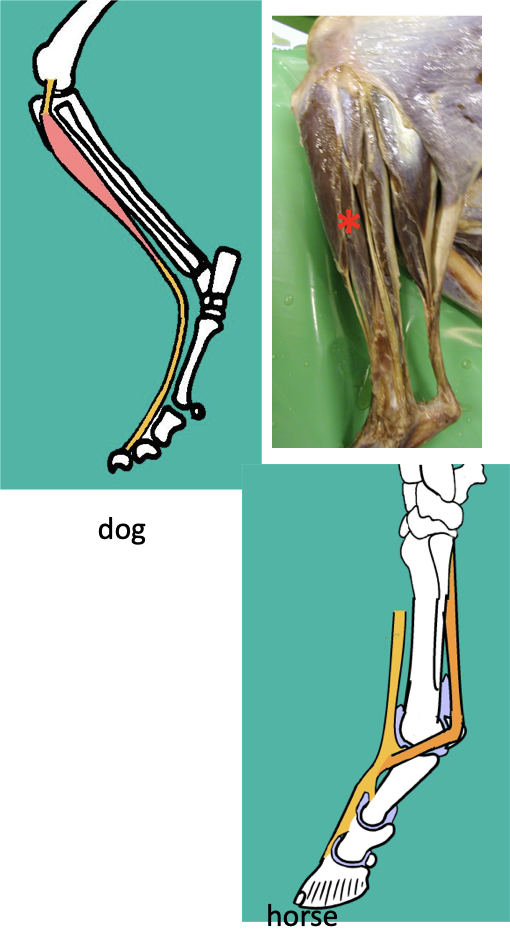 <p><strong>Origin - </strong>extensor fossa (in the FEMUR)</p><ul><li><p>Tendon of origin is incorporated into the stifle joint capsule </p></li><li><p>Provides LATERAL collateral support to stifle </p></li></ul><p></p><p><strong>Insertion -</strong> ALL digits (the distal phalanx precisely)</p><ul><li><p>in the horse, the joints form little bursas as the tendon runs dorsally to the digit; done for cushioning and protection, same as the forelimb</p></li></ul><p></p><p><strong>Function -</strong> hock<strong> FLEXION</strong>, and digit<strong> EXTENSION </strong></p><p></p><p><strong>Nerve supply -</strong> Peroneal nerve </p><p></p>