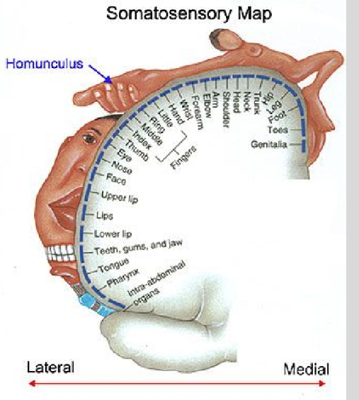 <p>Sensation. the location of the primary somatosensory cortex, the main sensory receptive area for the sense of touch.</p>
