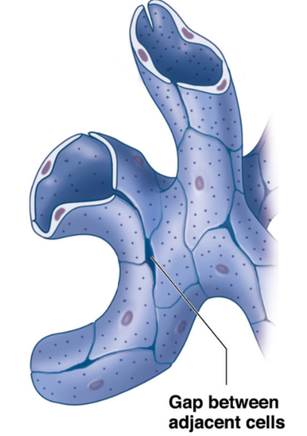 <p>sinusoids </p><ul><li><p>greatest permeability </p></li><li><p>gaps between adjacent endothelial cells </p></li><li><p>allow free exchange of water and large plasma proteins </p></li><li><p>found in </p><ul><li><p>liver </p></li><li><p>spleen → passing of RBCs</p></li><li><p>bone marrow →blood cells into blood stream </p></li></ul></li><li><p>phagocytic cells monitor blood at sinusoids </p></li></ul><p></p>