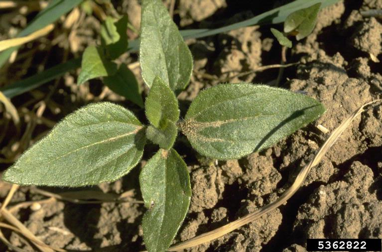 <p><span style="font-family: &quot;Calibri&quot;, sans-serif;"><strong>Asteraceae: </strong><em>Helianthus annuus</em></span></p>