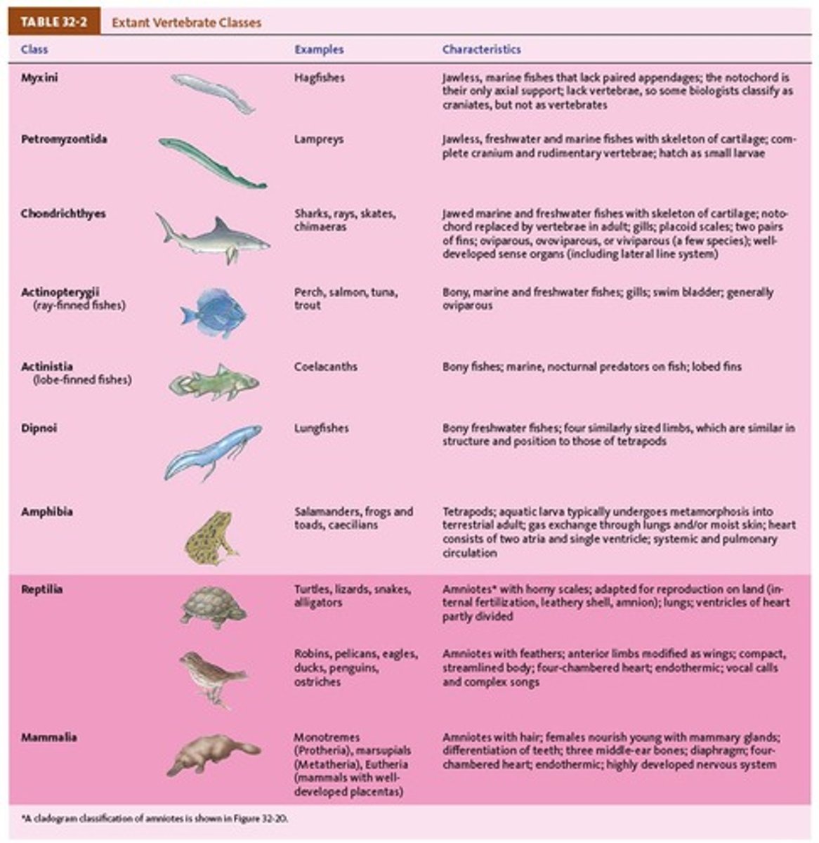 <p>(Class Chondrichthyes) Jawed fishes.</p>