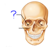 <p>Depressions and openings for blood vessels &amp; nerves</p><ul><li><p>narrow slit-like opening</p></li></ul>