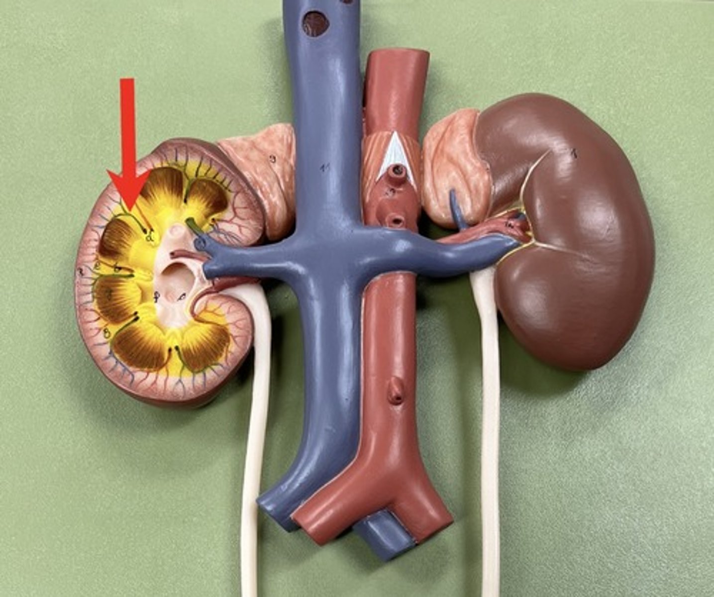 <p>(inner region)</p>