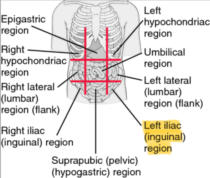 <p>Lower left(Sigmoid colon)</p>