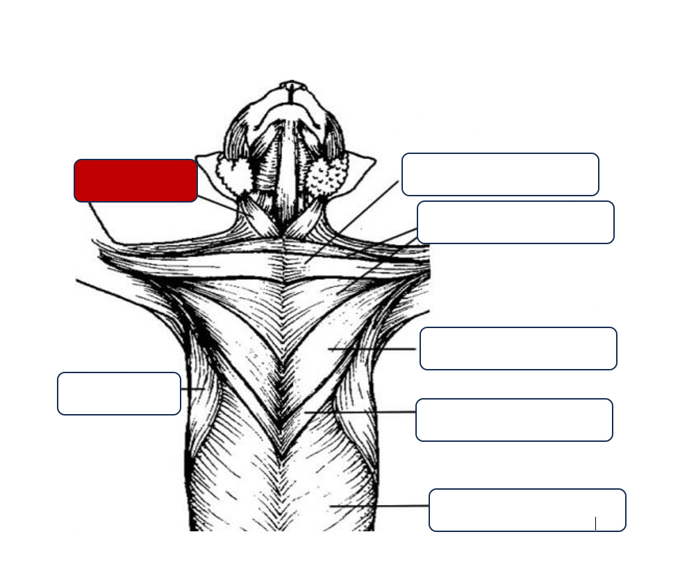 <p>Label the muscle</p>