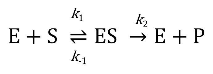 <p>And…..</p><p>Vo = Vmax x S/Km+S</p><p>Km = K-1 + K2/K1</p><ul><li><p>at low S, a doubling of S will double Vo</p></li><li><p>At a high S, increases in S will have little effect on Vo (enzyme is saturated) </p></li></ul><p></p>