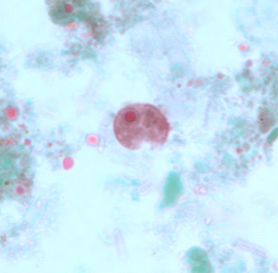 <p>Professor: Dr. Glena Fe A. Yapchulay-Alcabasa</p>