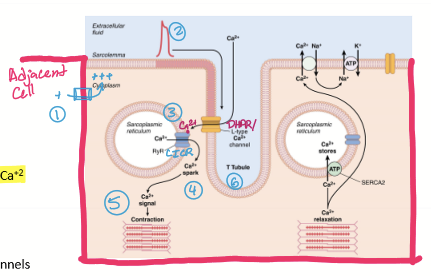 <ol><li><p>Depolarization by pacemaker or adjacent myocytes</p></li><li><p>AP begins: voltage-gated DHPR channels open, Ca influx </p></li><li><p>Ca from ECF binds to RyR and opens it</p></li><li><p>Ca released from SR (CICR = Ca induced Ca release) = spark [most important source]</p></li><li><p>Ca binds troponin, myosin heads crossbridge and contraction occurs</p></li><li><p>Repolarization of AP: all voltage-gated channels reset </p></li></ol><p></p>