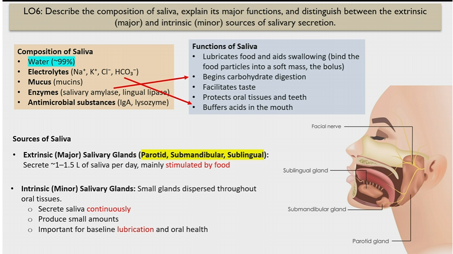 <p>Major glands </p><p>parotid, submandibular, sublingual </p><p>stimulated by food</p>
