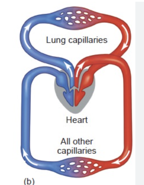 Circulatory system where blood travels 2 loops and is pumped from heart → gas exchange organ → heart → rest of body.