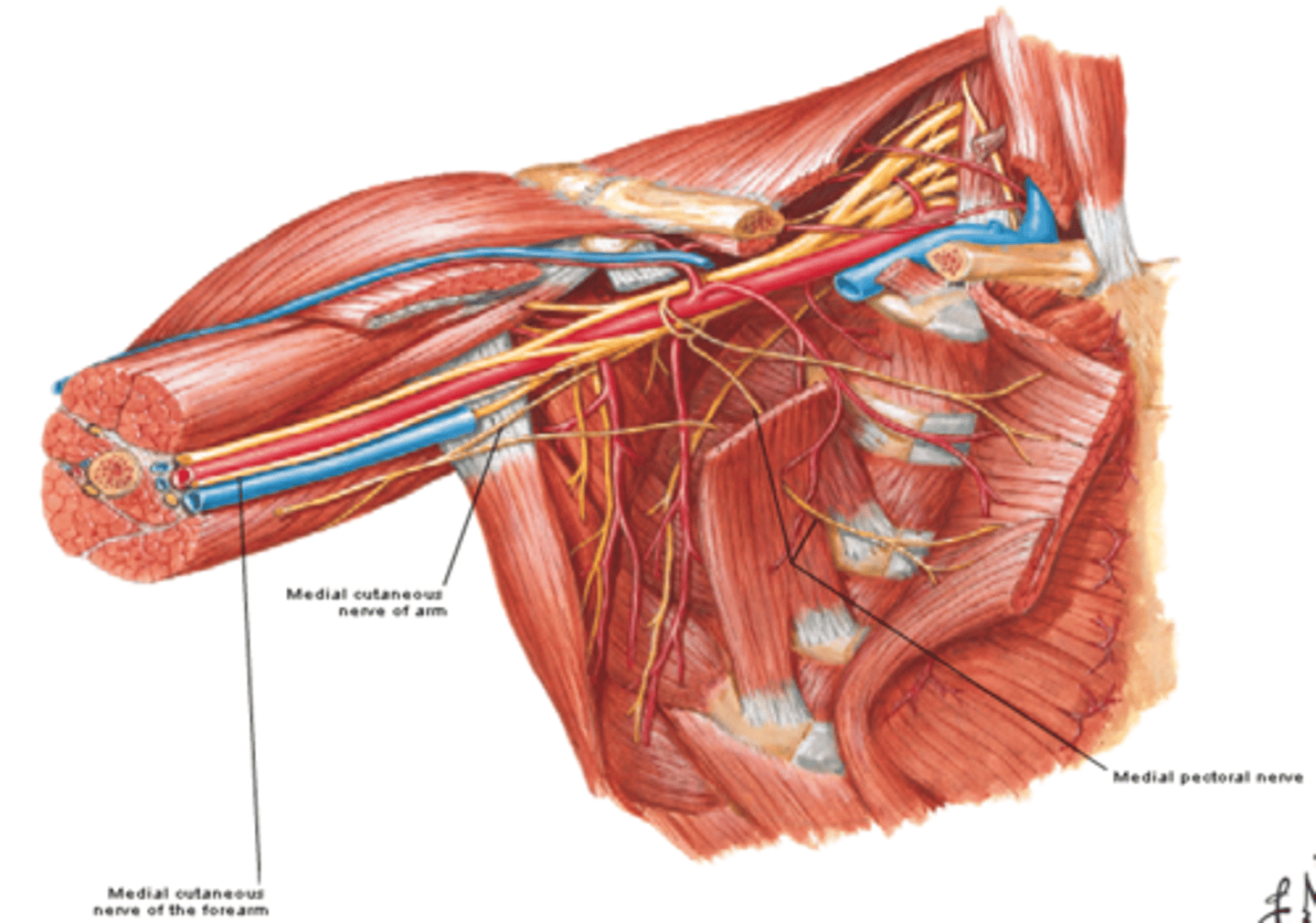 <p>-Course: runs along medial side of axillary and brachial veins</p><p>-Supply: skin on medial side of arm</p><p>-Communicates with intercostobrachial nerve (T2)</p>