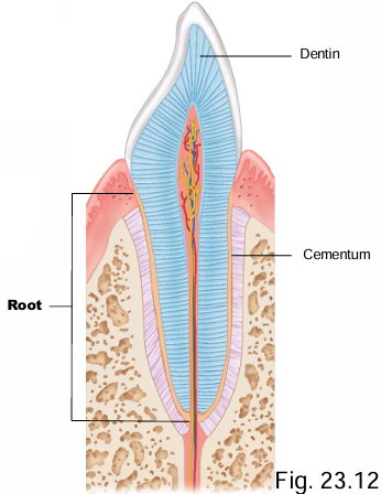 <p>Dentin + cementum</p>