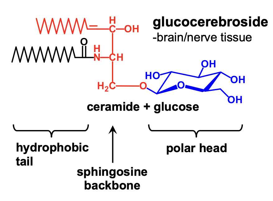 <p>glucocerebroside</p>