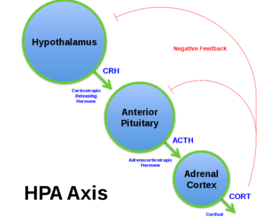 <p>corticotropin-releasing hormone (CRH) —&gt; adrenocorticotropic hormone (ACTH) —&gt; cortisol from adrenal cortex</p>