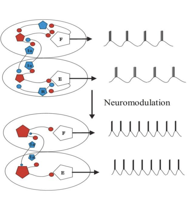 <ol><li><p>larger number of transmitters in descending pathways</p></li><li><p>different types of receptors that they act on (over 30 5-HT receptors)</p></li></ol><p></p>