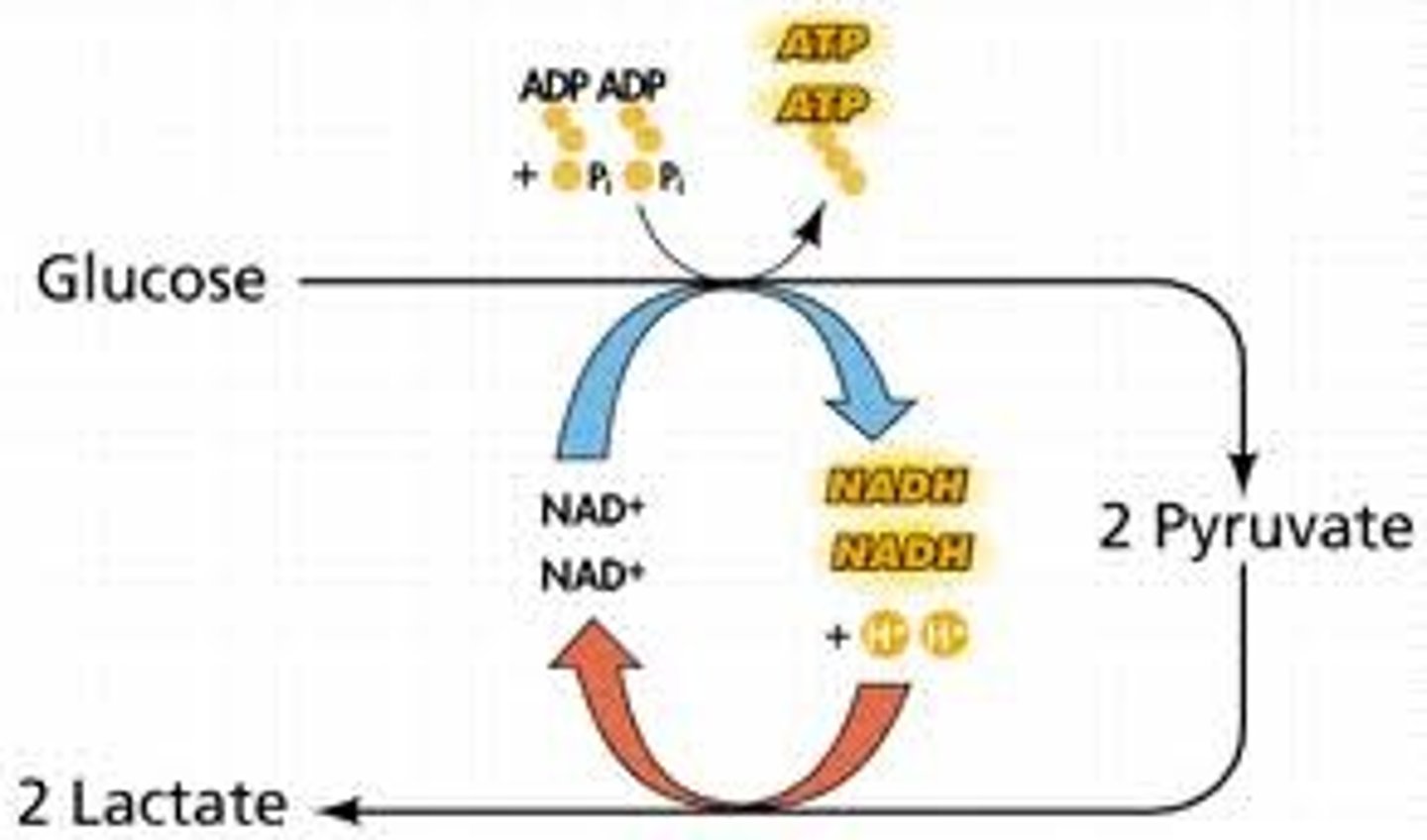 <p>-10 sec to 3 mins</p><p>-carbohydrate use</p><p>-Short-term energy source for moderate-high intensity activities</p>