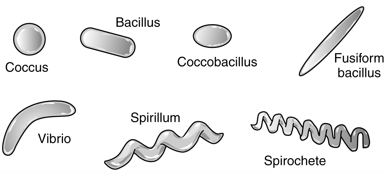 <ul><li><p><strong>Kockar</strong>: Streptokocker, stafylokocker, enterokocker, pneumokocker osv. </p></li><li><p><strong>Stavar</strong>: Enterobacterales (E. coli).</p></li><li><p><strong>Spirocheter: </strong>Syfilis och borrelia<strong>. </strong></p></li><li><p><strong>Mykobakterier</strong>: Tex tuberkulos.</p></li><li><p><strong>Intracellulära</strong>: Chlamydia och mycoplasma. </p></li></ul>