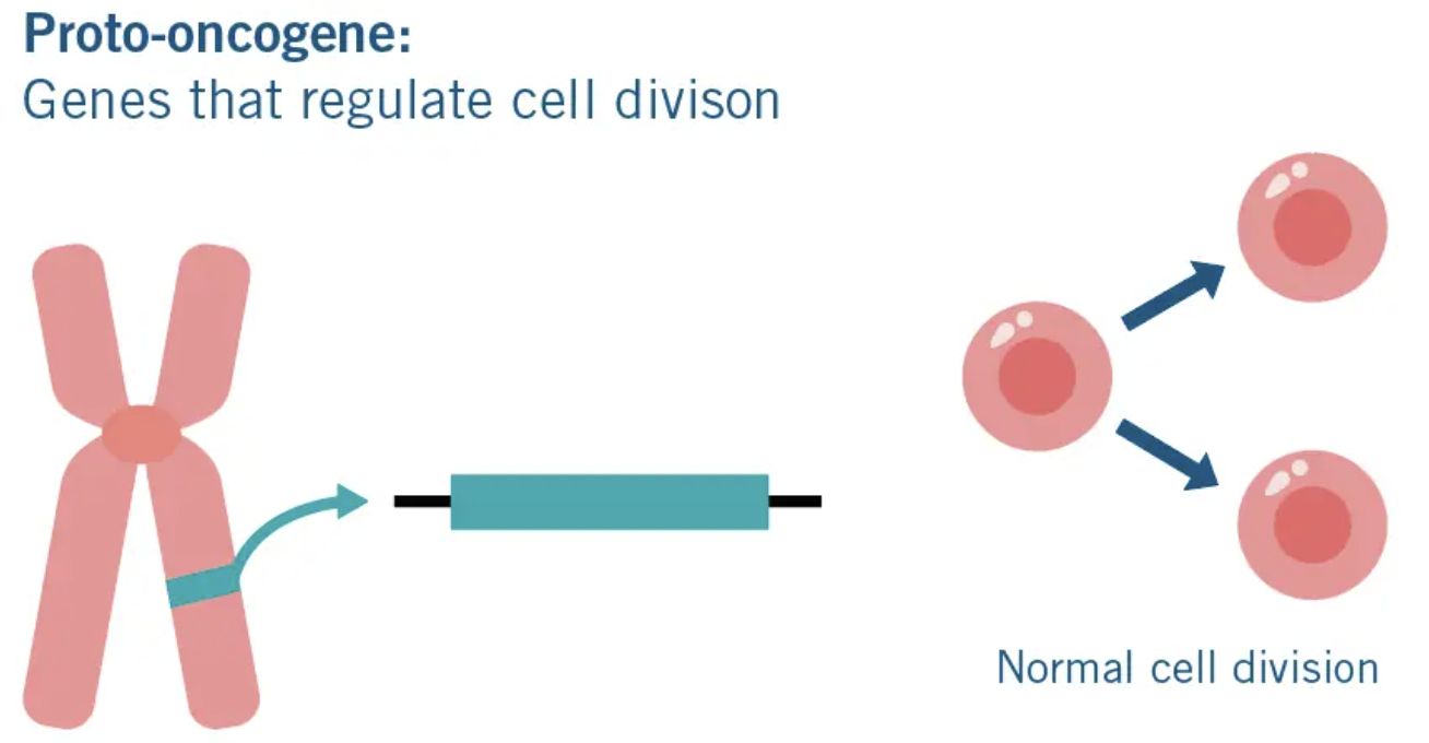 <p>Normal, healthy genes that start cell division. Mutations in proto-oncogenes may cause them to become "oncogenes" that are always ON.</p>