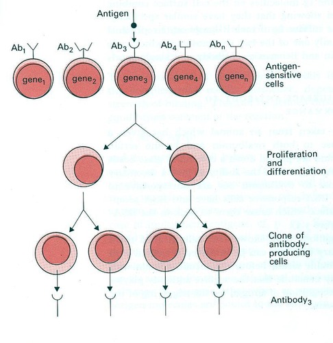 <p>Antibodies <mark data-color="purple" style="background-color: purple; color: inherit">come from </mark><strong><mark data-color="purple" style="background-color: purple; color: inherit">ONE Memory </mark></strong><mark data-color="purple" style="background-color: purple; color: inherit">B-cell clone</mark> with <strong><mark data-color="purple" style="background-color: purple; color: inherit">singular specificity</mark></strong> due to its <strong><mark data-color="red" style="background-color: red; color: inherit">N-terminal amino acid sequence</mark></strong></p><p>Binding <strong><mark data-color="purple" style="background-color: purple; color: inherit">ONE </mark></strong><mark data-color="purple" style="background-color: purple; color: inherit">specific antigen-sensitive cell</mark> to <mark data-color="purple" style="background-color: purple; color: inherit">trigger proliferation and differentiation into plasma and memory cells</mark>.</p>