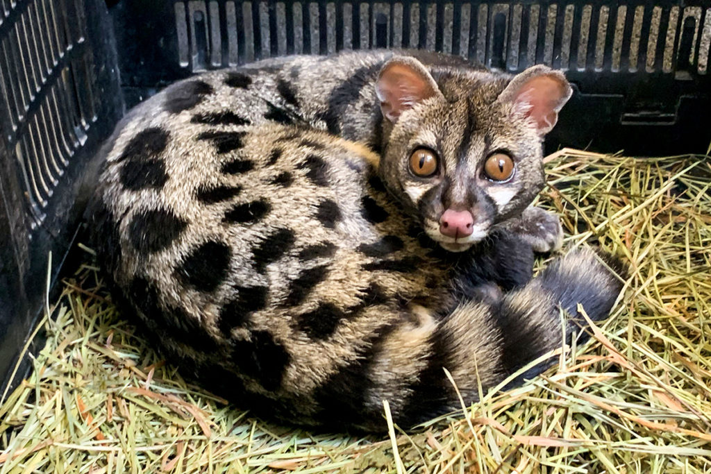 <p>Civets &amp; Genets</p>