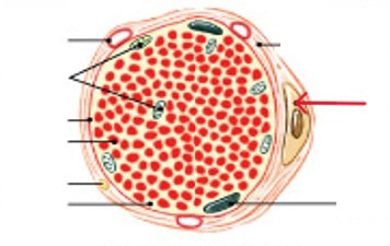 <p>What are the stem cells that repairs damaged muscle tissue?</p>