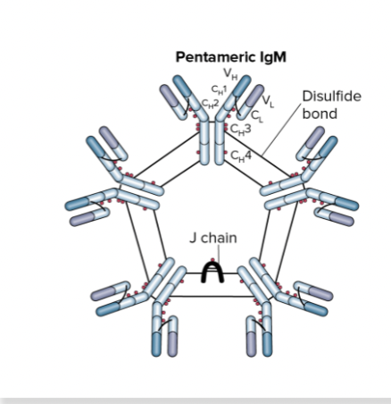 <p>Where is IgM found?</p>