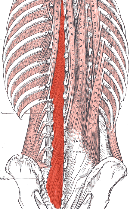 <p>Multifidus <strong>INNERVATION</strong></p>