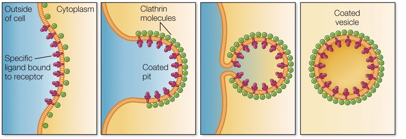<p>Brings specific large molecules into cell via specific receptors</p>