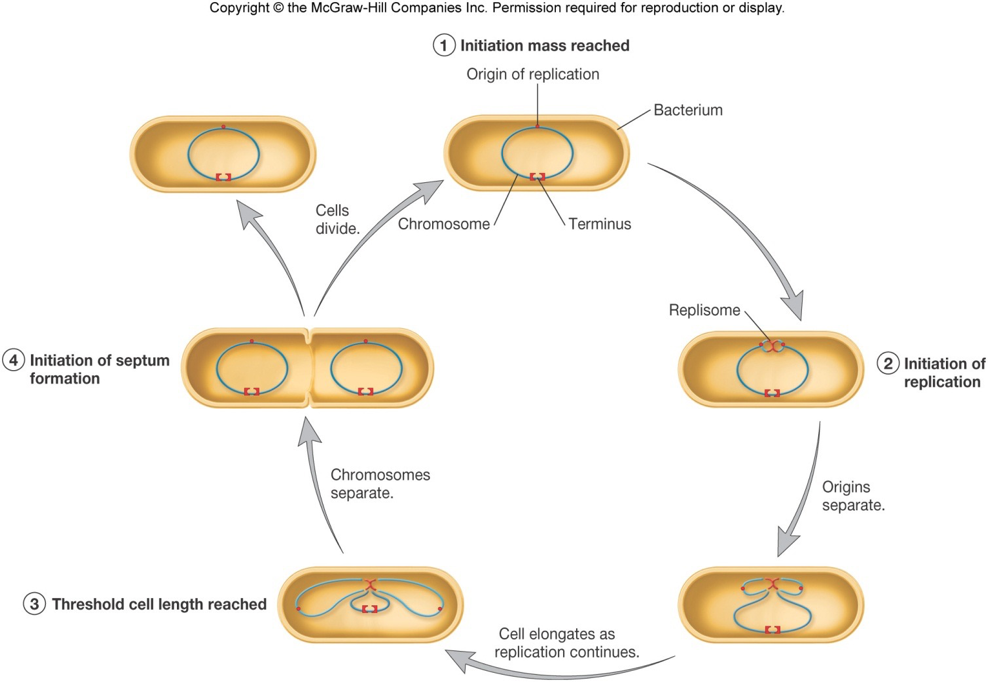 <p>It begins at a single origin of replication</p>