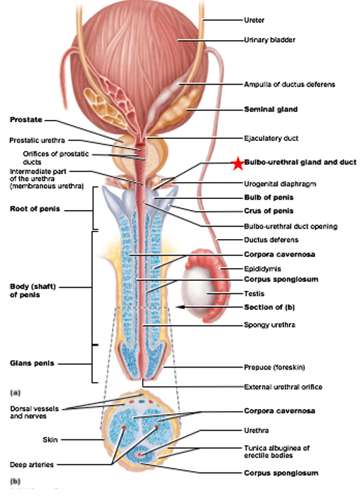 <ul><li><p>Accessory Gland of Male Reproductive System </p></li><li><p>Produces alkaline mucus </p></li><li><p>keeps sperm alive in the acidic vagina, as sperm are very sensitive to acidic conditions</p></li></ul><p></p>