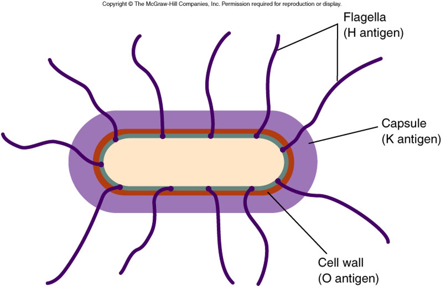 <ul><li><p>technique observing interaction between antibodies and antigens</p></li><li><p>available for rapid detection of organisms like E.coli (O157:H7)</p></li></ul>