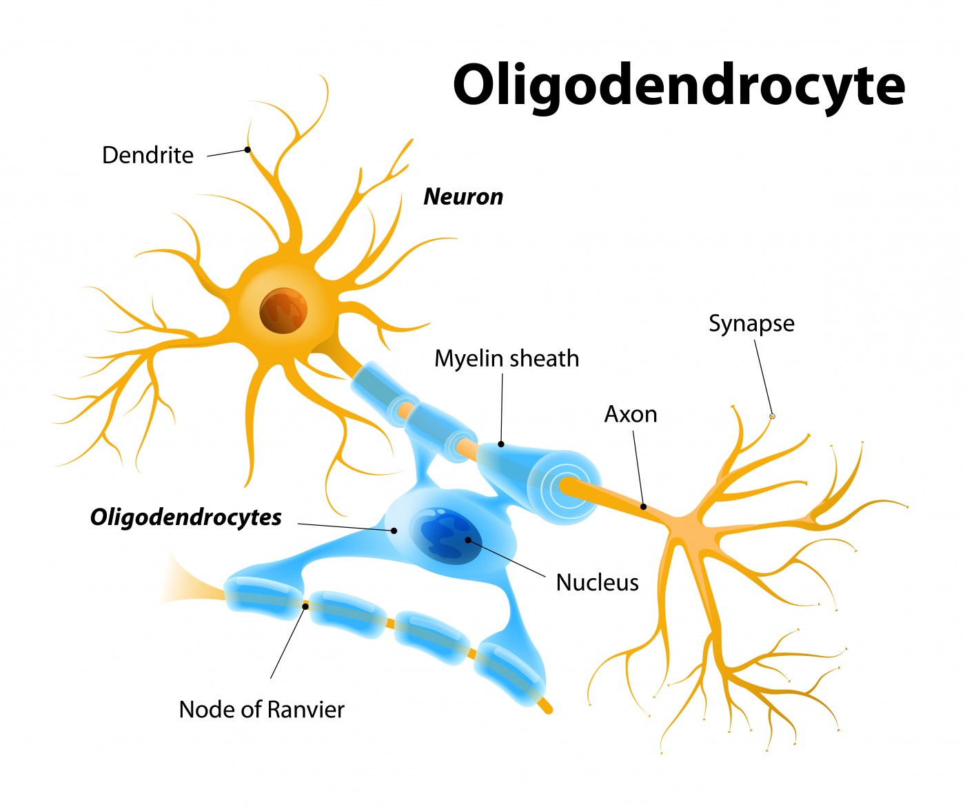 <p>myelinating cells of the central nervous system</p>