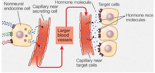 <p>Hormones are released into the blood and exert actions at distant site </p>