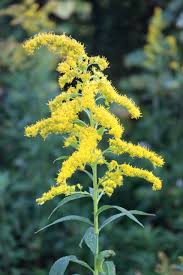 <p>Golden Rod(<em>Solidago spp)</em></p>