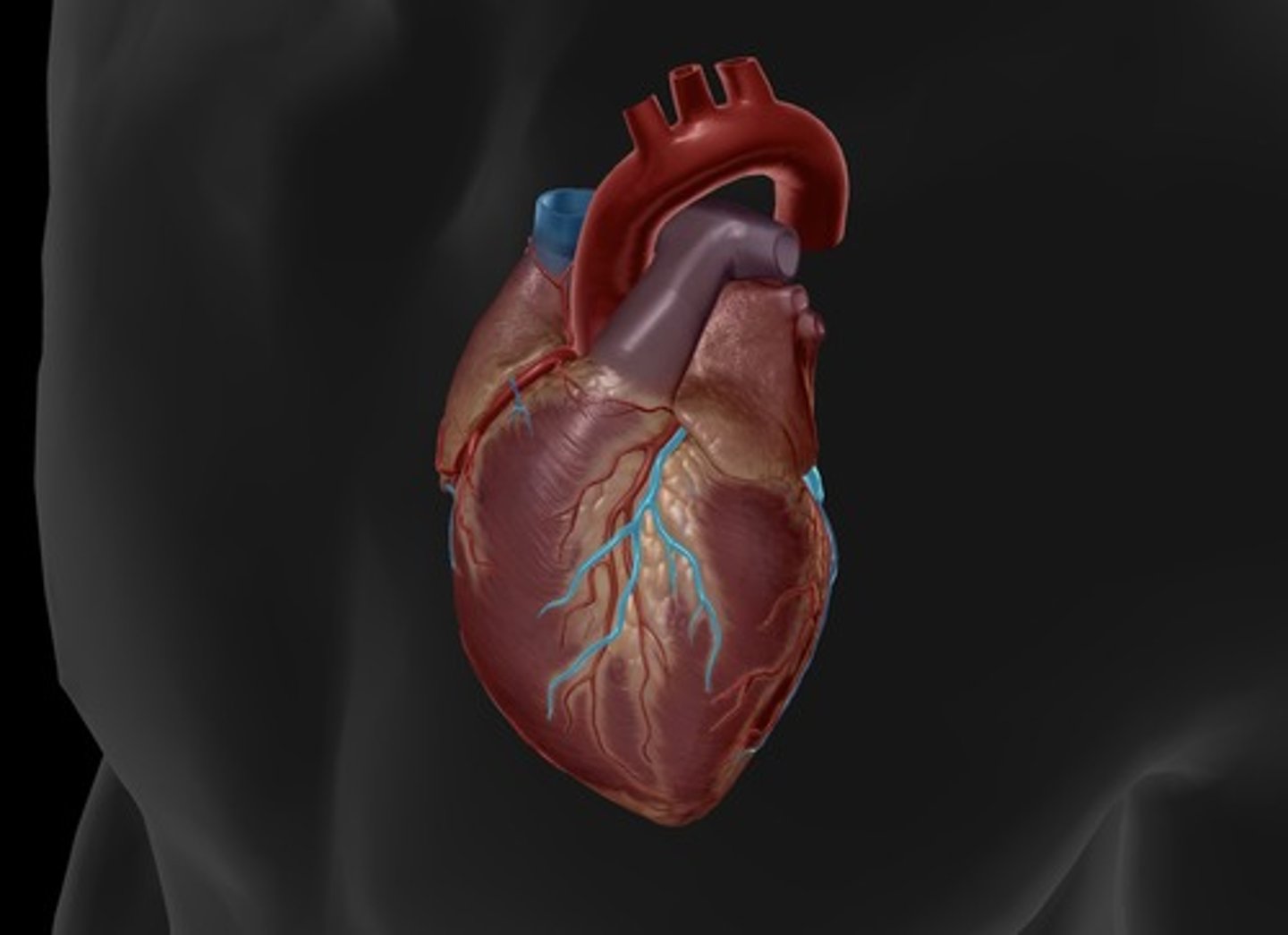 <p>runs alongside the anterior interventricular artery</p>