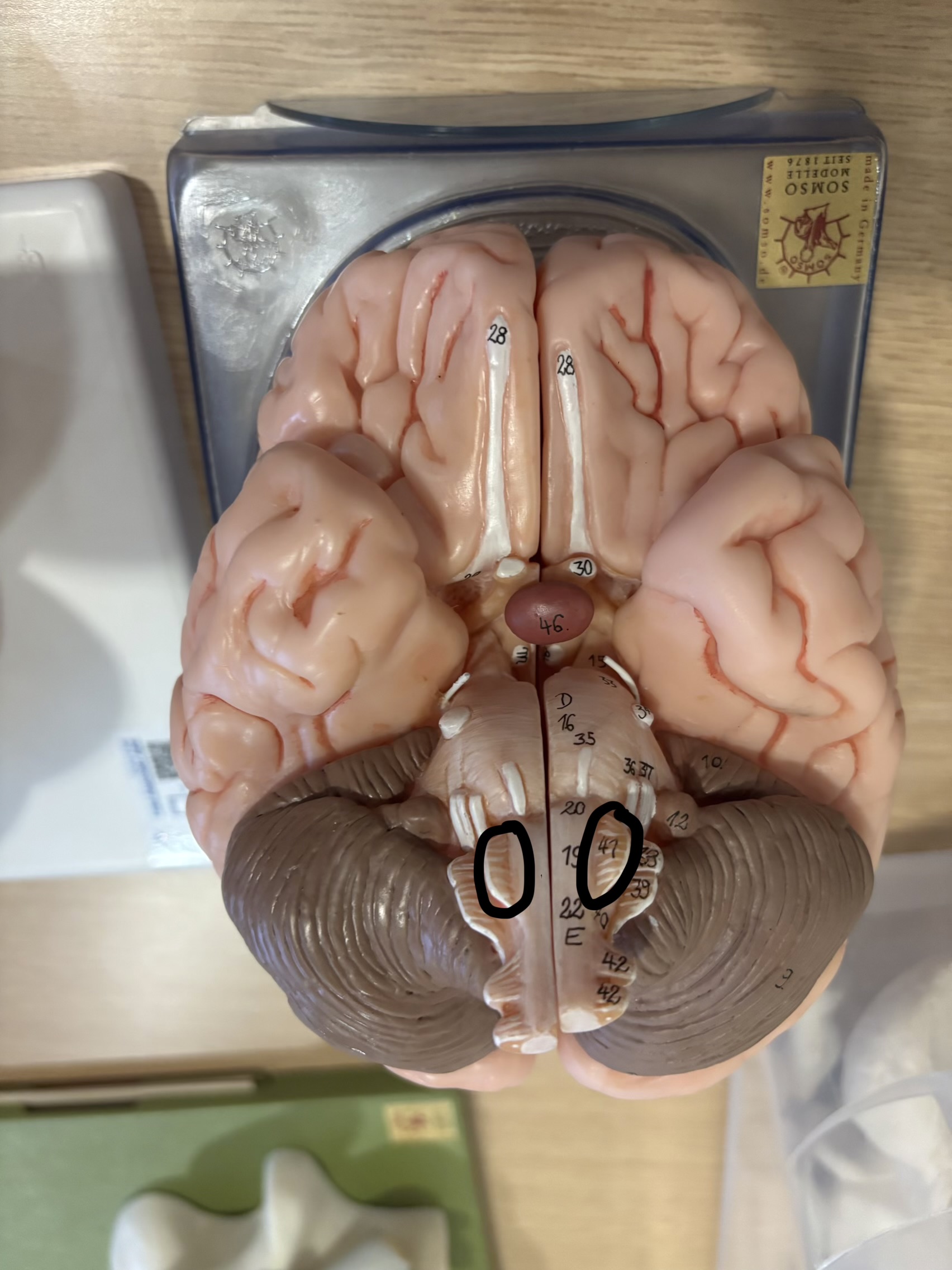 <p>What structure is this?</p>