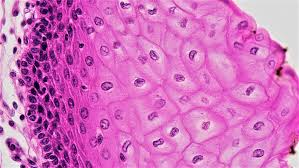<p>Tissue that covers surfaces, lines cavities, and forms glands.</p>