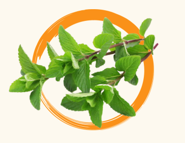 <p>Yerba Buena (Mentha cordifolia)</p>