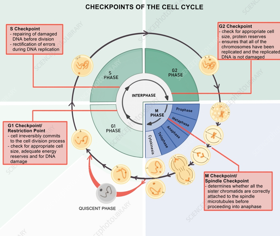 <p>G1 Checkpoints:</p><ul><li><p>Is environment good?</p></li><li><p>Growth factors present?</p></li><li><p>DNA damage?</p></li></ul><p>S checkpoints:</p><ul><li><p>DNA damage?</p></li><li><p>DNA replicated?</p></li></ul><p>G2 Checkpoint:</p><ul><li><p>DNA Damage?</p></li><li><p>DNA replication errors?</p></li><li><p>Mitotic spindle properly formed?</p></li></ul><p>M checkpoint:</p><ul><li><p>DNA replication errors?</p></li><li><p>Mitotic spindle properly formed?</p></li></ul><p>Checkpoints are enforced by regulation of CDK activities</p><p></p>