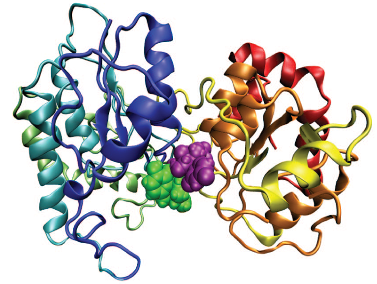 <p>a-helix</p><p>irregular coil</p><p>UDP-glucuronic acid and drug </p>