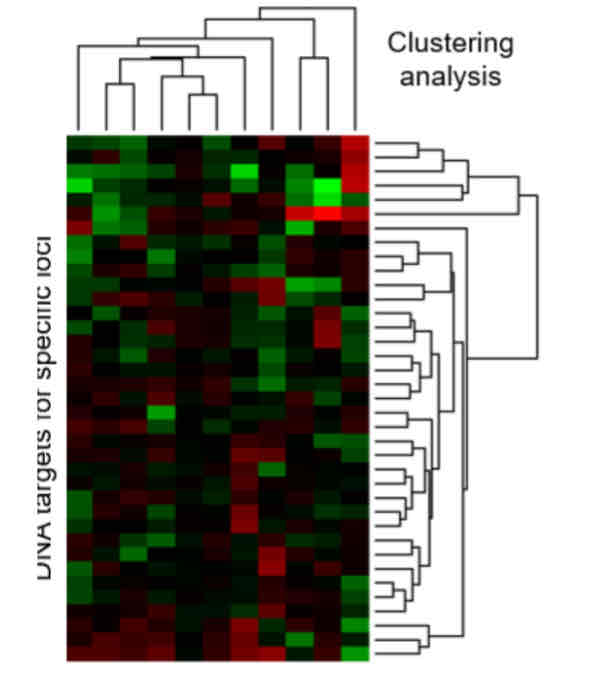 <p><span>One technique to look at differentiation expressions is microarray analysis. RNA (usually mRNA) is extracted from comparator samples: 2 different cell types, or 1 cell type in different conditions. They are then prepared and labelled with fluorescent tags. Probes are hybridised to DNA target sequences bound in a known pattern on the microarray surface. After hybridisation, samples are washed and fluorescence indicates bound probe quantity. Expression of specific loci is defined and loci clustered to monitor cell-type specific (a) or condition specific (b) patterns of expression. RNA seq (Illumina HiSeq technology) provides a state-of-the-art alternative which delivers improved quantification and can monitor all classes of RNA.</span></p><p><span>The brighter the colour, the more of the protein expressed. There can be a mix of probes to show equal amounts in both cells.</span></p>