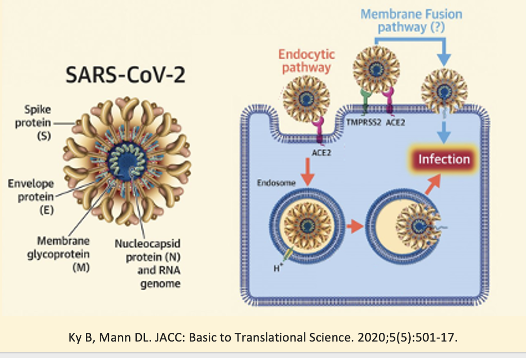 <ul><li><p>Viruses taken up by receptor-mediated endocytosis will fuse with lysosomes, where the low pH releases the viral genome into the cytoplasm</p></li><li><p>Receptor-mediated endocytosis can also be exploited by viruses </p><p>E.g. Influenza virus , HIV virus and SARS-CoV-2 virus enter the cells this way</p><p></p></li></ul><p></p>
