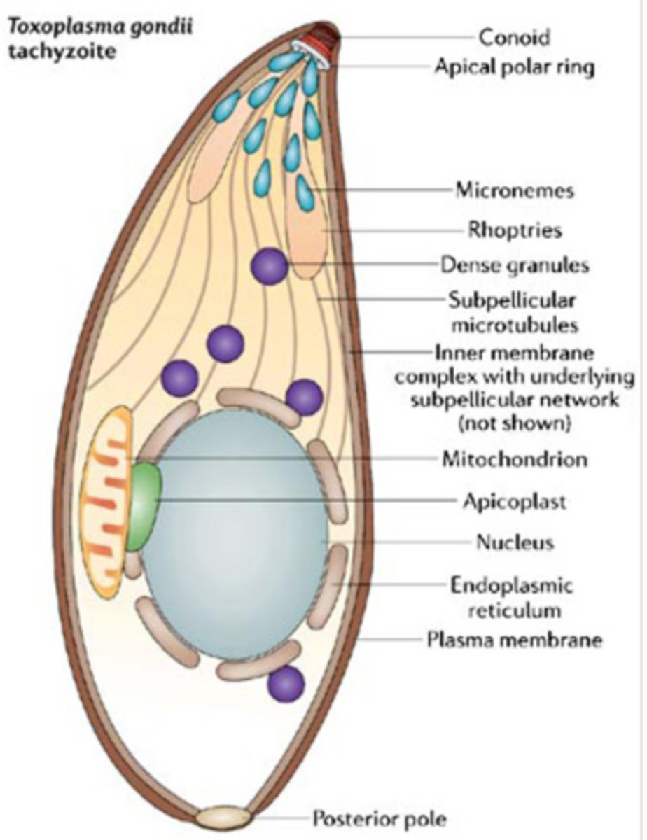 <p>- Conoid<br>- Polar ring<br>- Subpellicular microtubules<br>- Micropore<br>- Micronemes<br>- Rhoptry</p>
