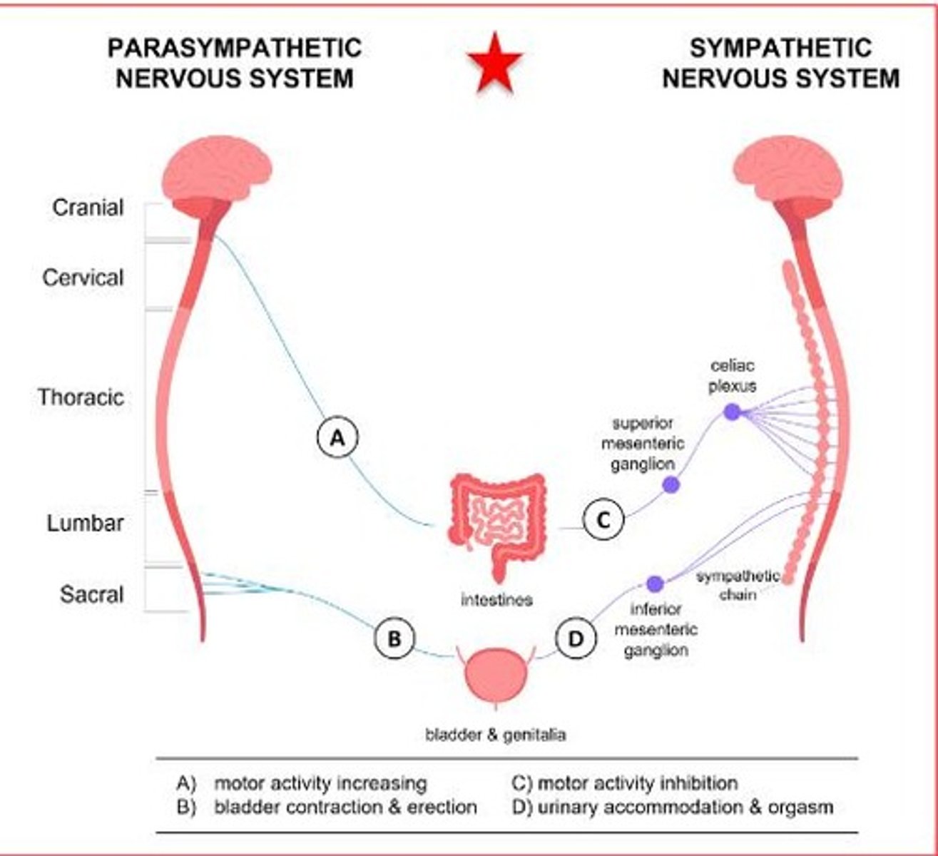 <p>It controls the gastrointestinal system.</p>