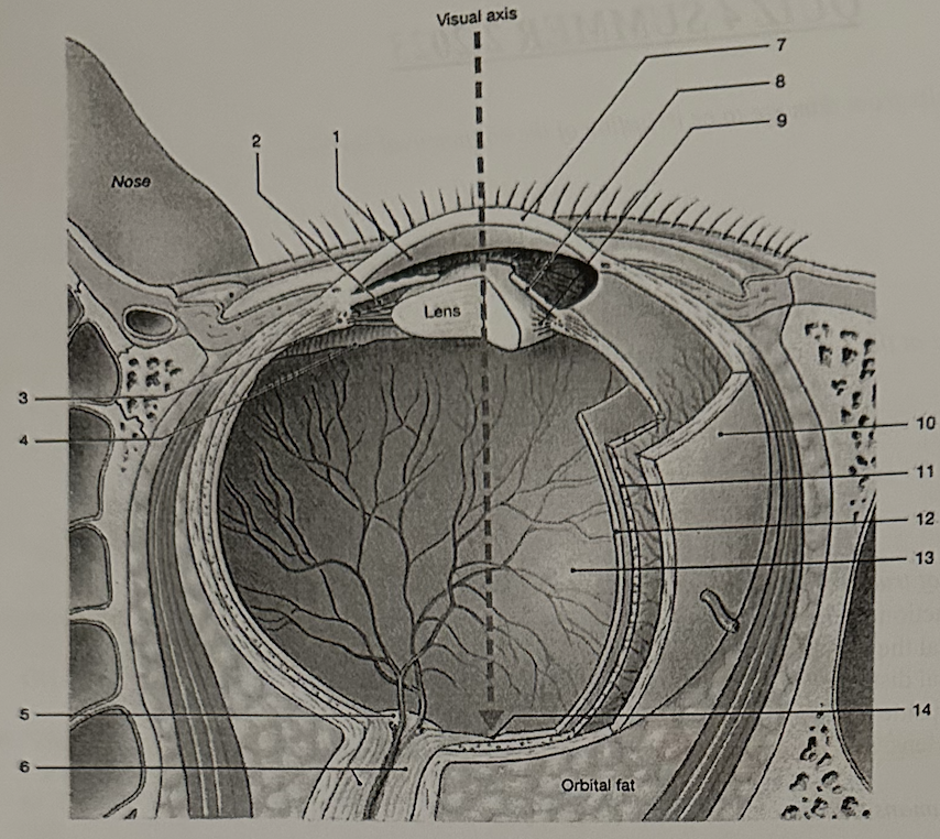 **Identify the structure labeled “14”**

a. pupil 

b. optic disc

c. sclera

d. fovea

e. suspensory ligaments