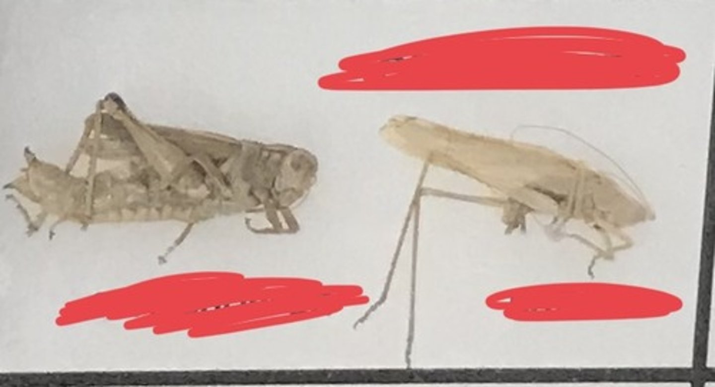 <p>For the following specimen(s), give the entire taxonomy and the name of the specimen(s)</p>