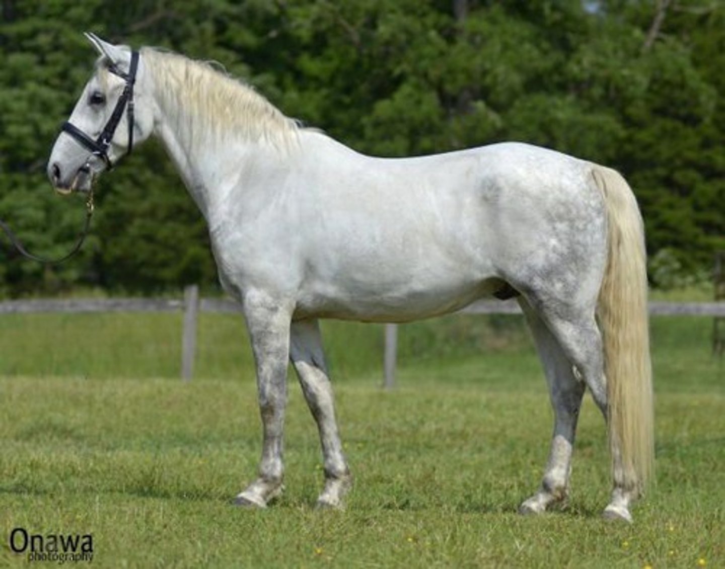 <p>Eumetric, mostly grey, subconvex, dressage, muscular</p>